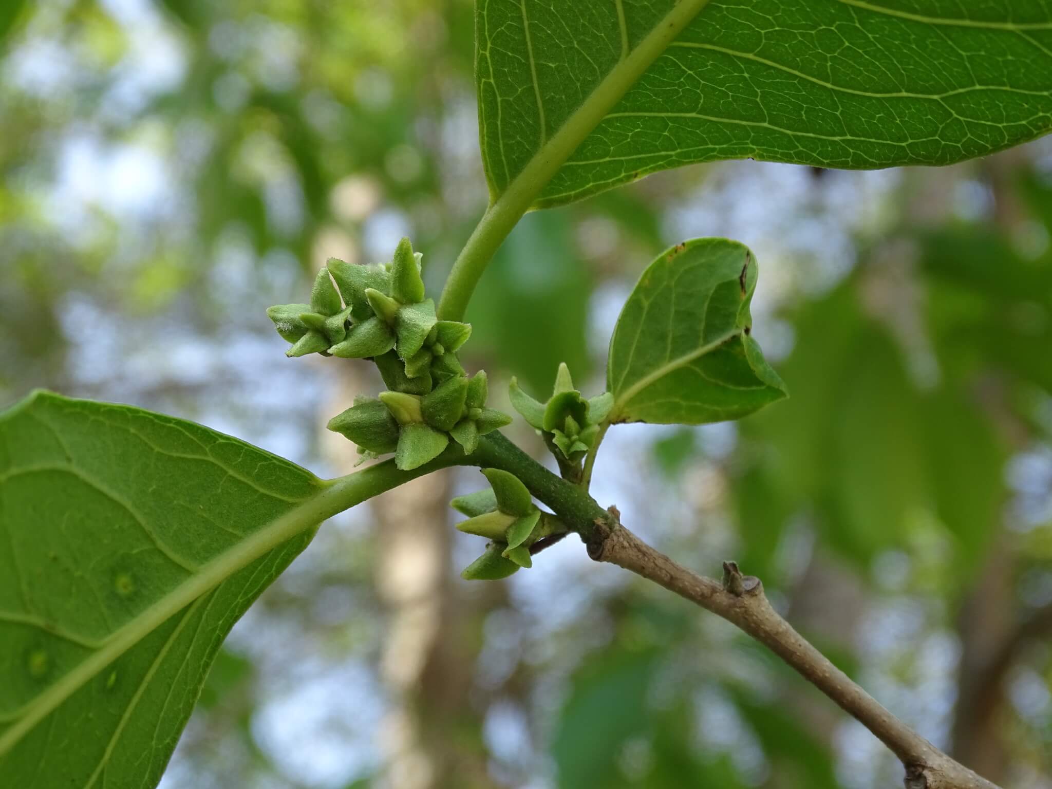 Diospyros yatesiana
